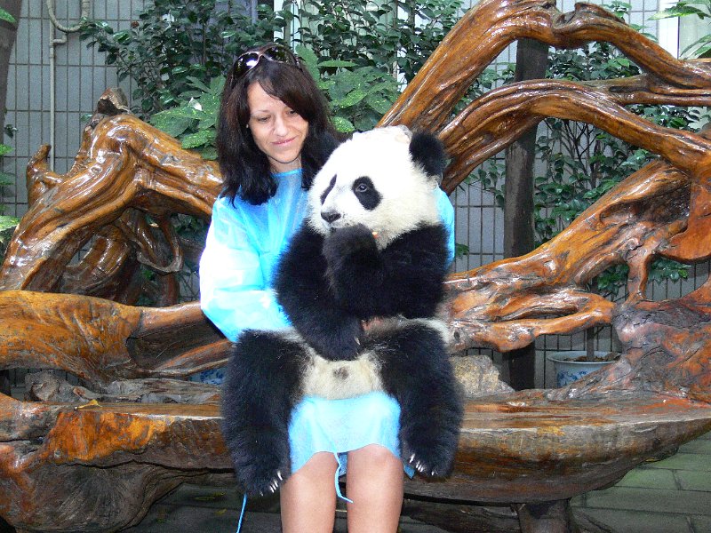 Pandas (009).jpg